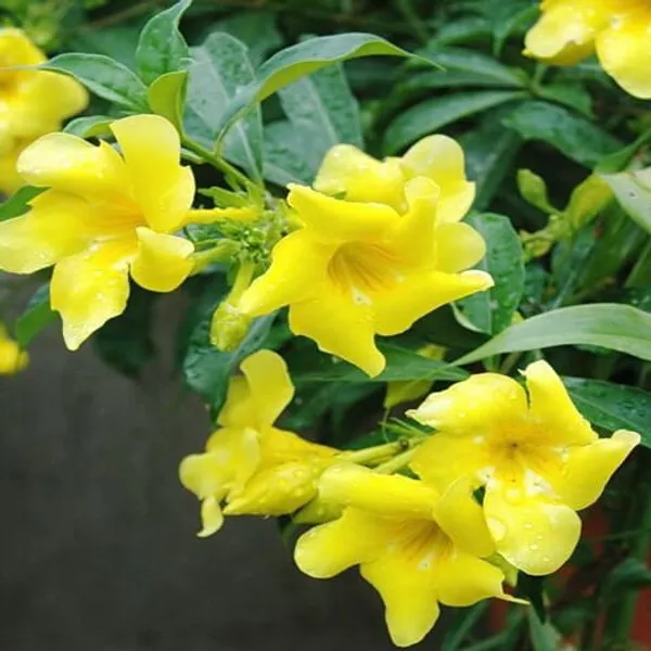 Yellow_Allamanda_Flower_Plant