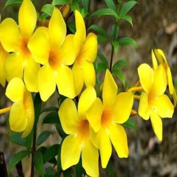 Yellow_Allamanda_Flower_Plant