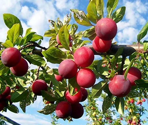 Green_Alubhukara_Fruit_Plant_(Pack_Of_1)