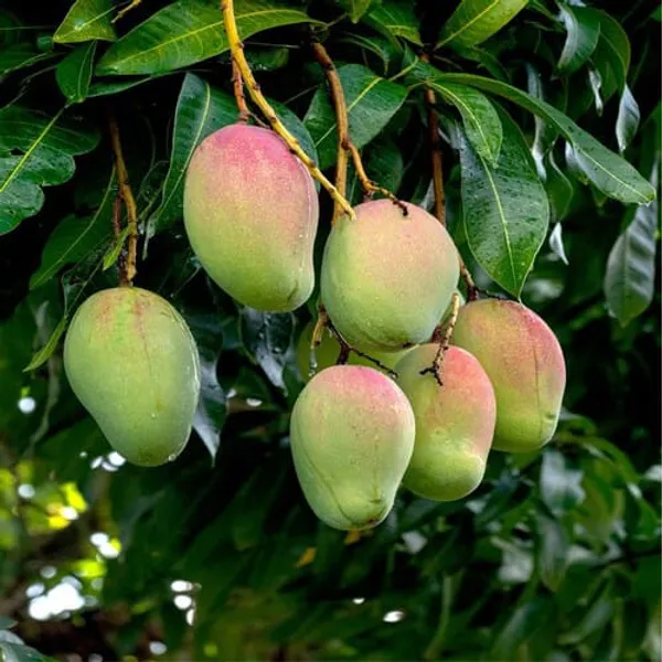 Green_Amrapalli_Mango_Plant_|_Hybrid_Grafted_Plant