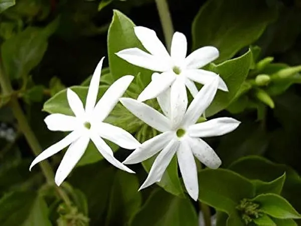 White_Angel_Wing_Jasmine_Flower_Plant