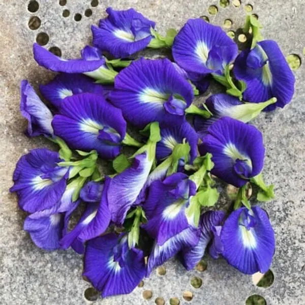 Blue_Aparajita__Flowering_Plant