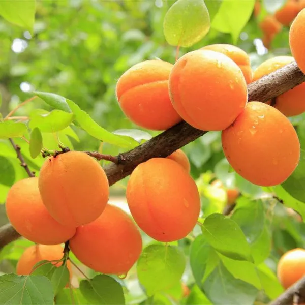 Orange_Apricot_Fruit_Plant