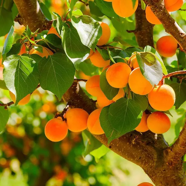 Orange_Apricot_Fruit_Plant
