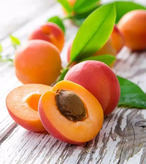 Orange_Apricot_Fruit_Plant