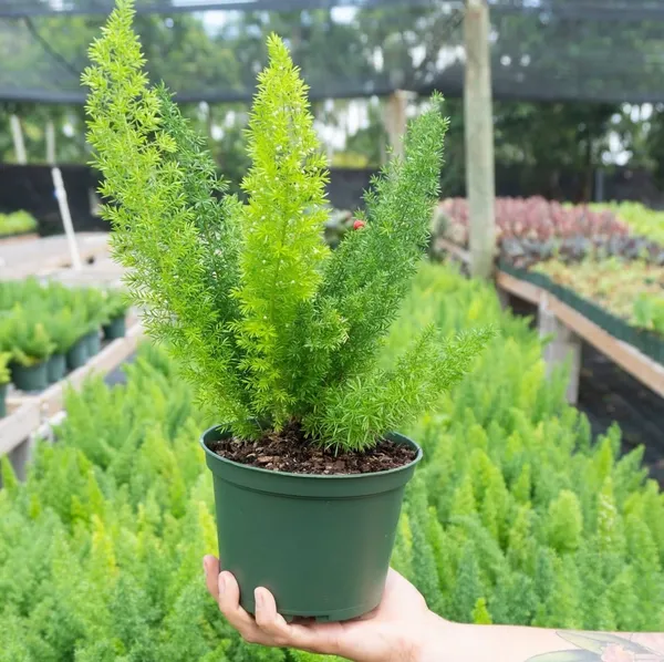 Asparagus_Plant
