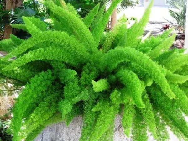 Asparagus_Plant