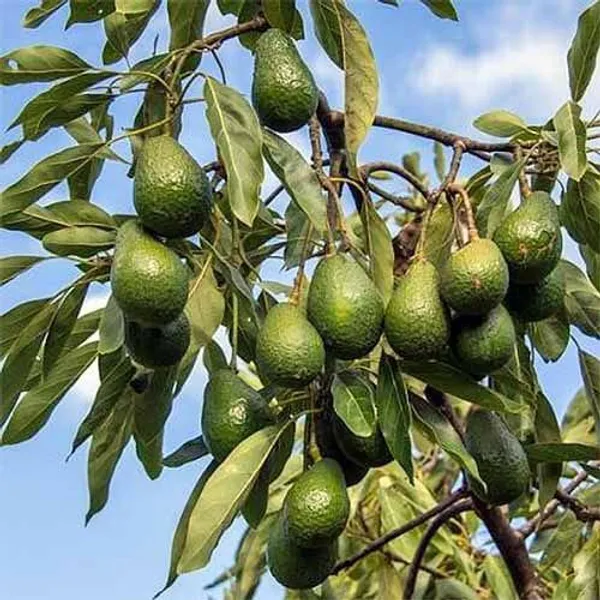 Green_Avocado_Fruit_Plant_|_Grafting_Plant