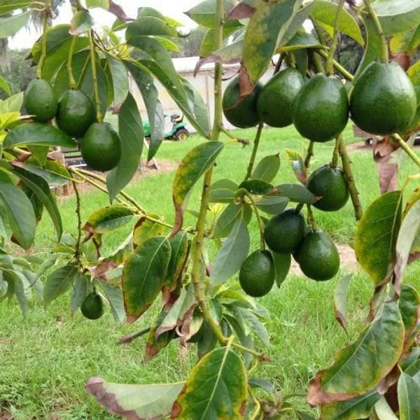 Green_Avocado_Fruit_Plant_|_Grafting_Plant