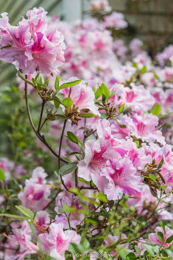 White_Pink_Azalea_Flower_Plant
