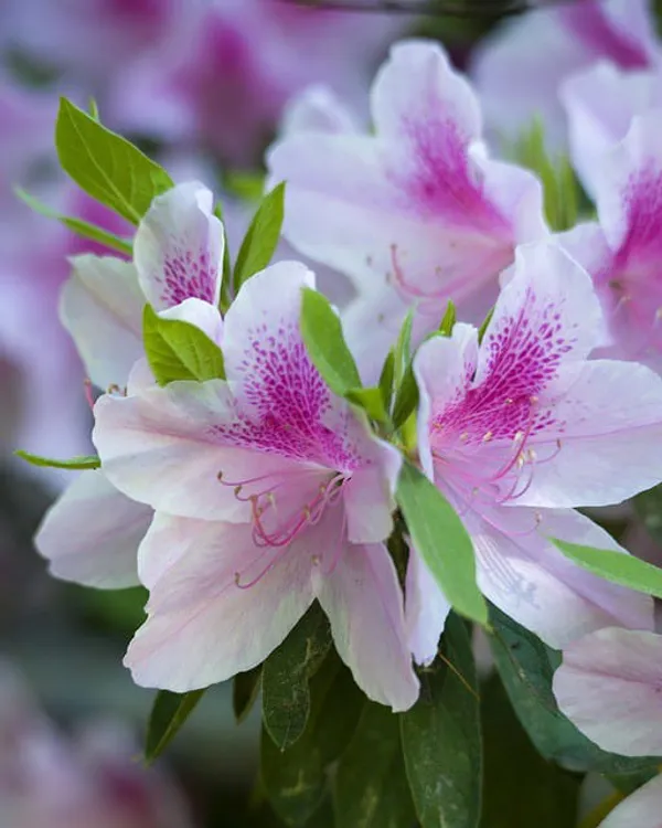 White_Pink_Azalea_Flower_Plant