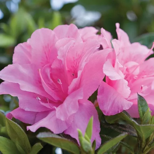 Pink_Azalea_Flower_Plant