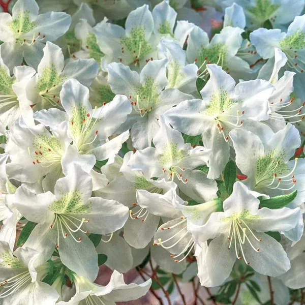 White_Azalea_Flower_Plant