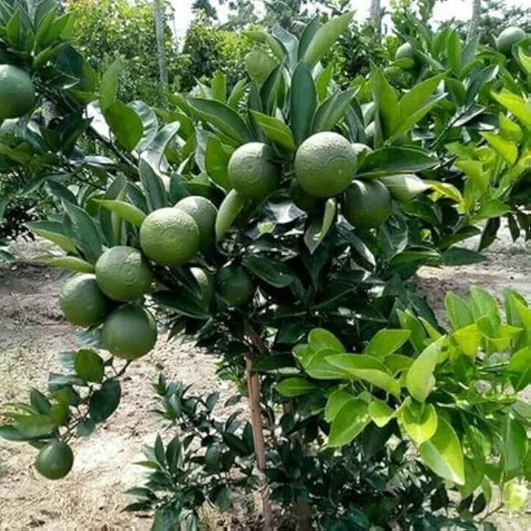 Green_Bari_1_Sweet_Malta__Plant
