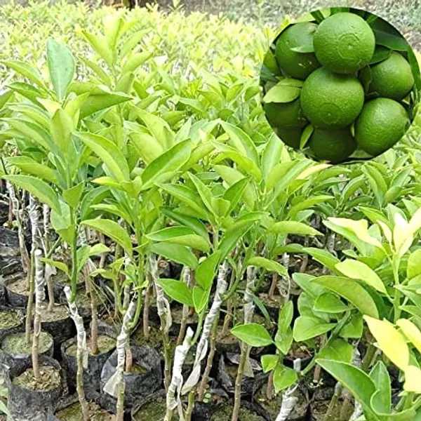 Green_Bari_1_Sweet_Malta__Plant