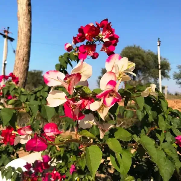 BOUGAINVILLEA_CHITRA_FLOWERING
