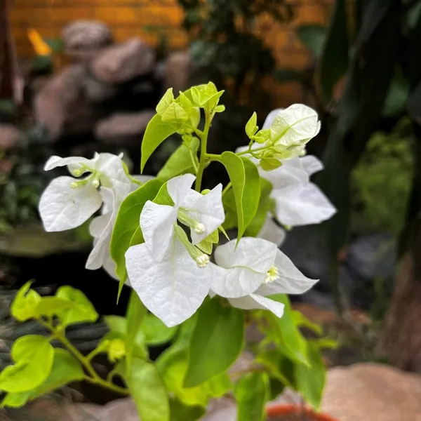 White_Bougainvillea_Glabra_Snow