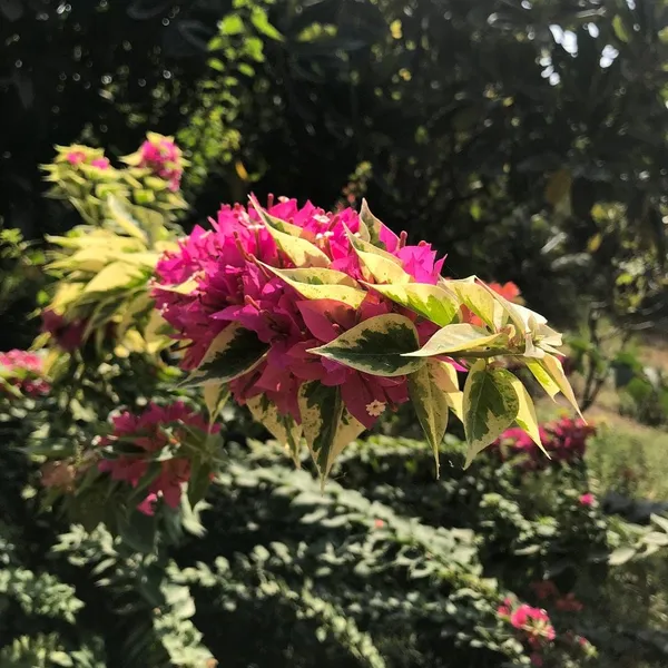 Pink_Bougainvillea_Pixie_Queen_Flower