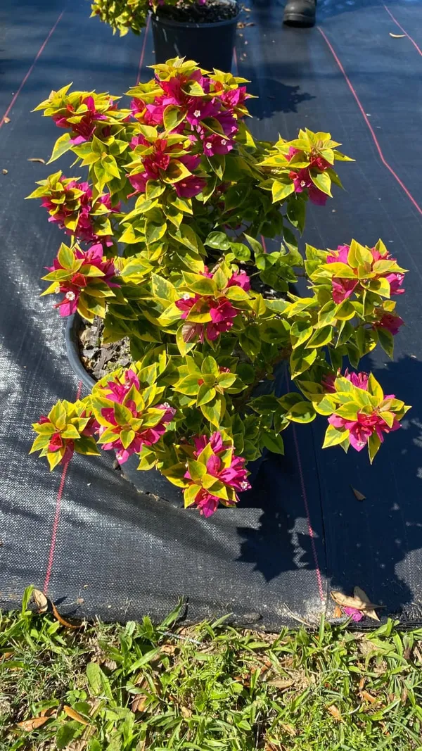 Pink_Bougainvillea_Pixie_Queen_Flower