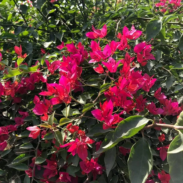 BOUGAINVILLEA_RED_ORCHID_FLOWER