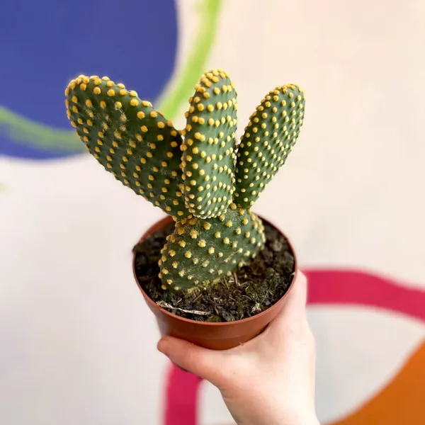 Green_Bunny_Ears_Cactus(_Live_Plant)