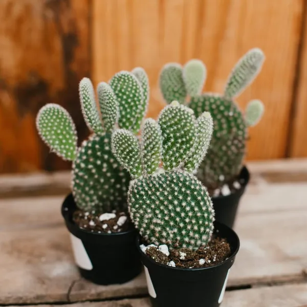 Green_Bunny_Ears_Cactus(_Live_Plant)