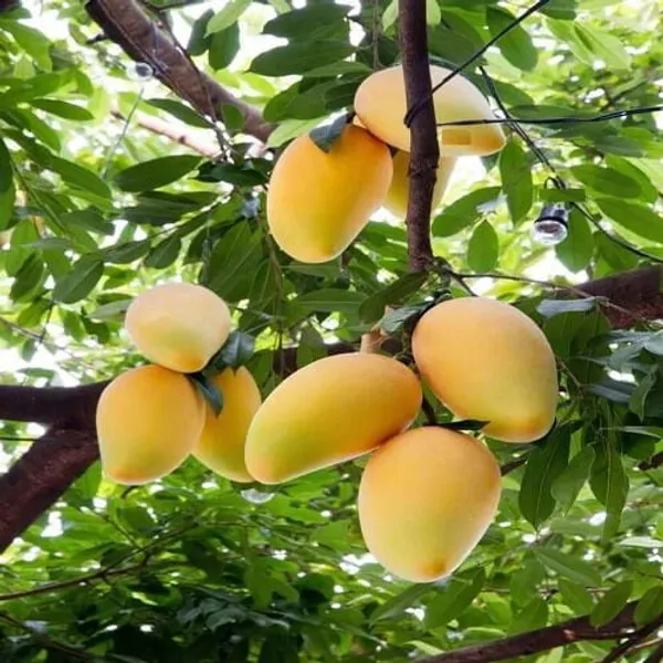 Yellow_Baganpalli_Mango_Plant_|_Hybrid_Grafted_Plant