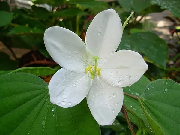White_Bauhinia_Acuminata__Flower_Plant