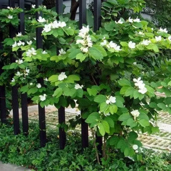 White_Bauhinia_Acuminata__Flower_Plant