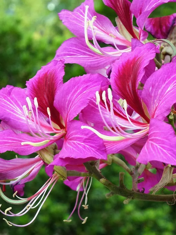 Pink_Bauhinia_Purpurea_(Hybrid_)