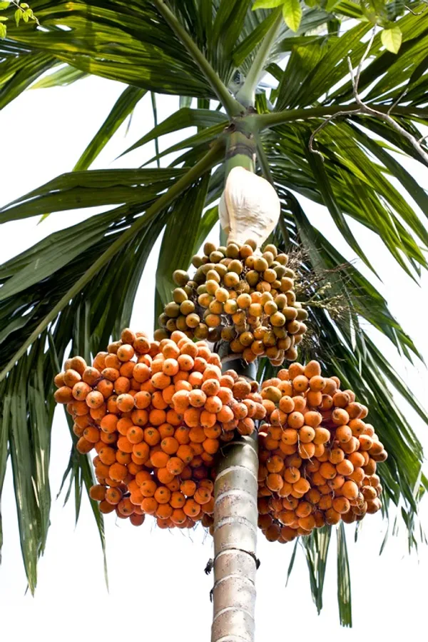 Green_Betel_Nut_|_Supari_Plant