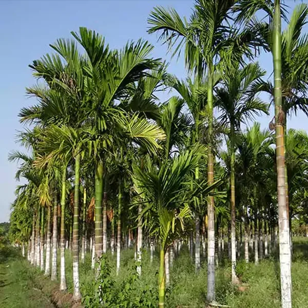 Green_Betel_Nut_|_Supari_Plant