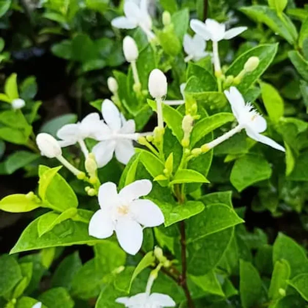 White_Bhutan_Mallika_Flower_Plant