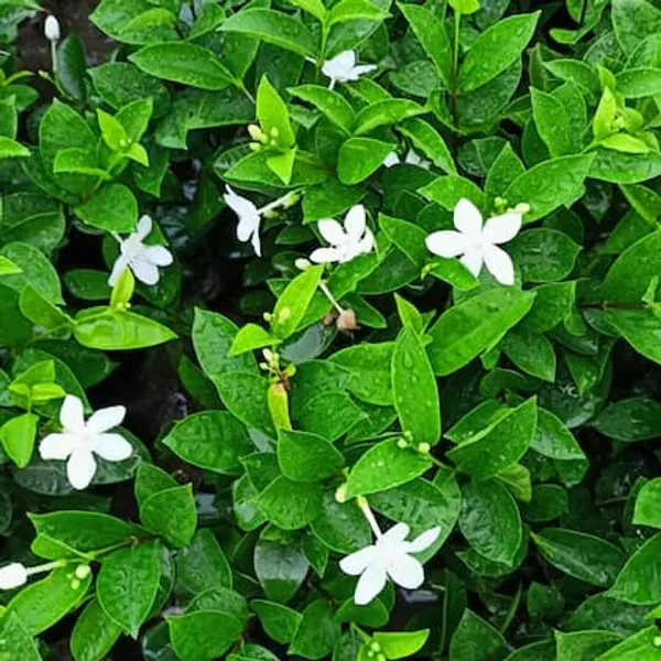 White_Bhutan_Mallika_Flower_Plant