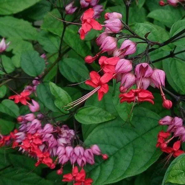 Red_Bleeding_Heart_Vine__Flower_Plant