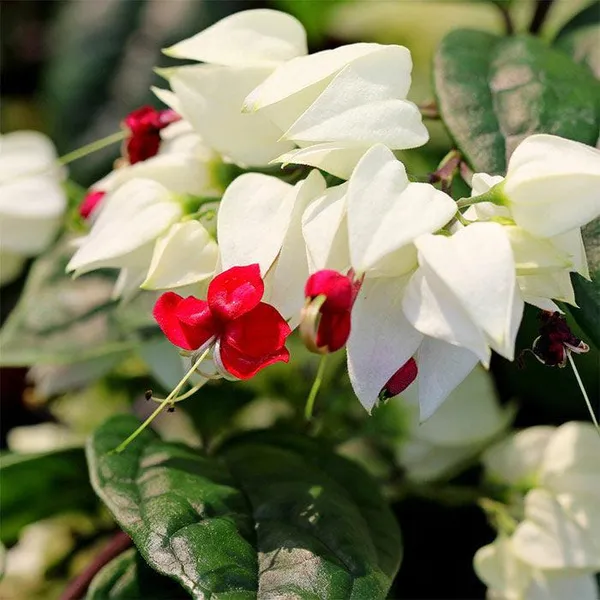 White_Bleeding_Heart_Vine__Flower_Plant