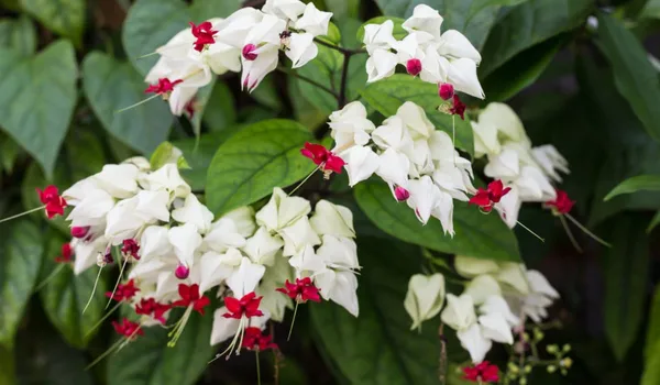 White_Bleeding_Heart_Vine__Flower_Plant