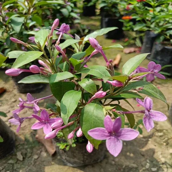 Purple__Tagar_Flower_Plant