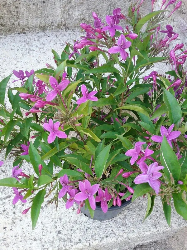 Purple__Tagar_Flower_Plant