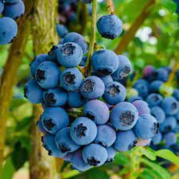 Rare_Sweet_Harvest_Blueberry_Fruit_Plant_(1.5-3_Feet_Height_Pack_Of_1)