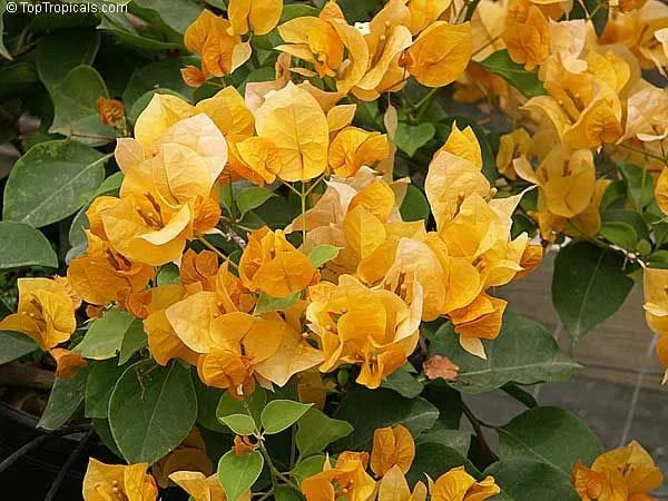 Yellow_Bougainvillea_California_Gold__|_Flower_Plant