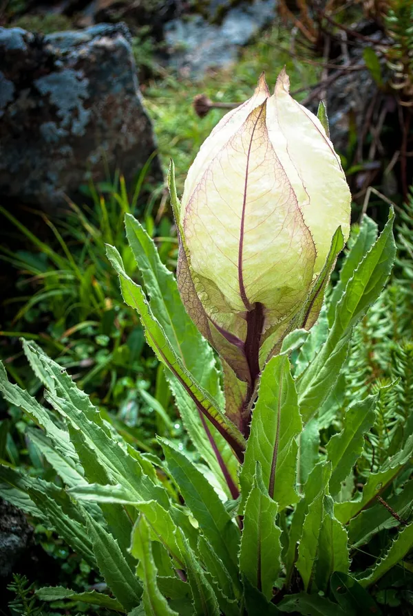 White_Brahma_Kamal_Flowering_Plant