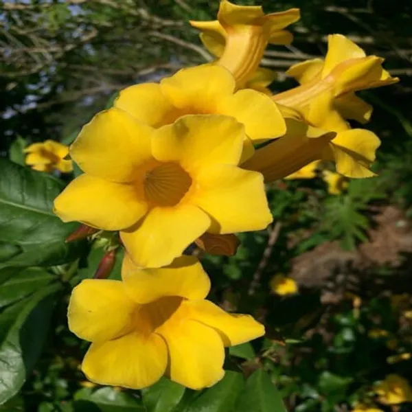 Yellow_Bush_Allamanda_Flower_Plant