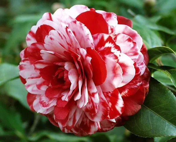Camellia_Flower_Plant_3_(Any_Clour)