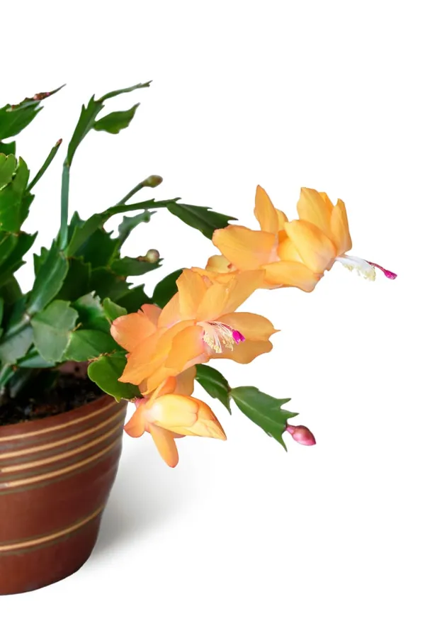 Christmas_Cactus_Plant_Without_Pot