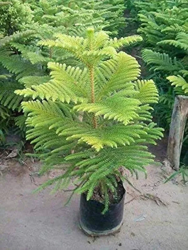 Green_Christmas_Tree_Hybrid_Plant