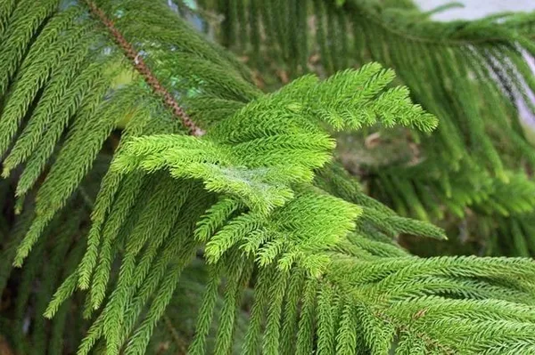 Green_Christmas_Tree_Hybrid_Plant