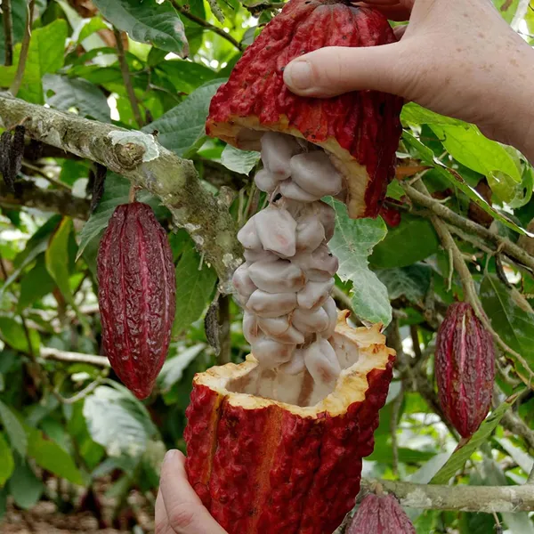 Red_Coco_Fruit_Plant