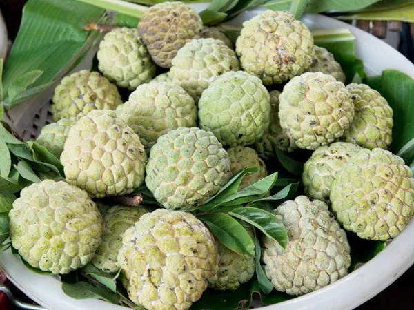 Green_Custard_Apple_Plant