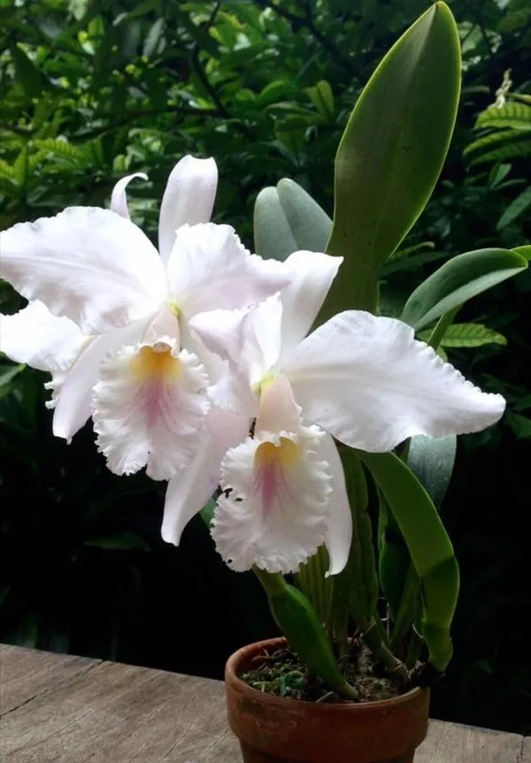 Dendrobium_Orchid_Plant